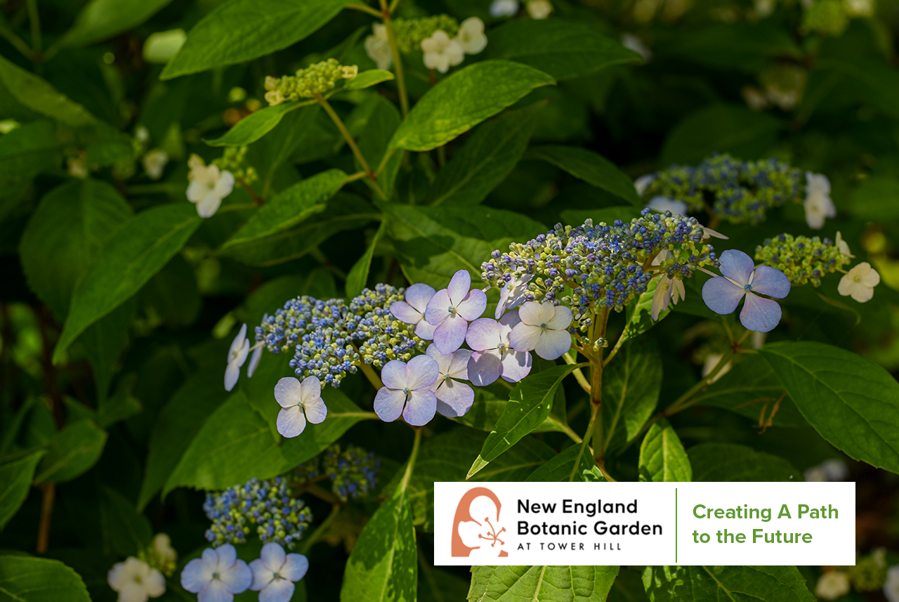 New England Botanic Garden enewsletter header graphic